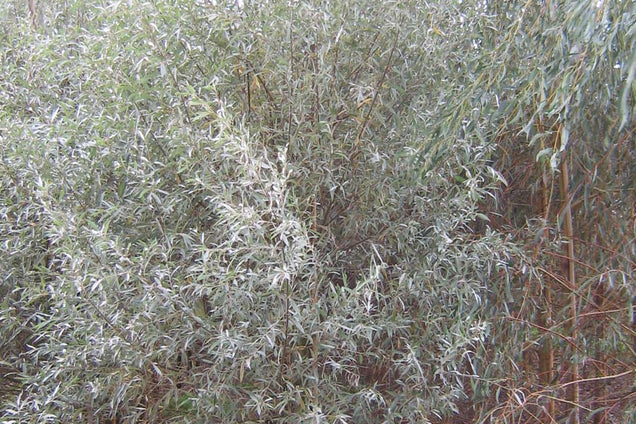 Salix alba 'Sericea' kroon