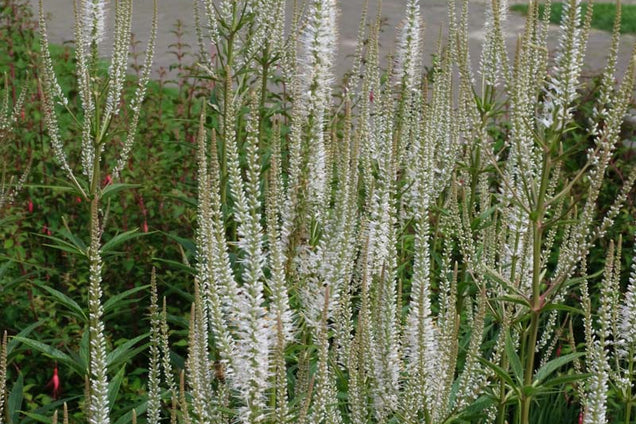 Veronicastrum virginicum 'Album' bloesem