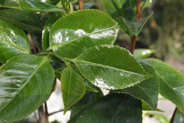 Camellia japonica blad