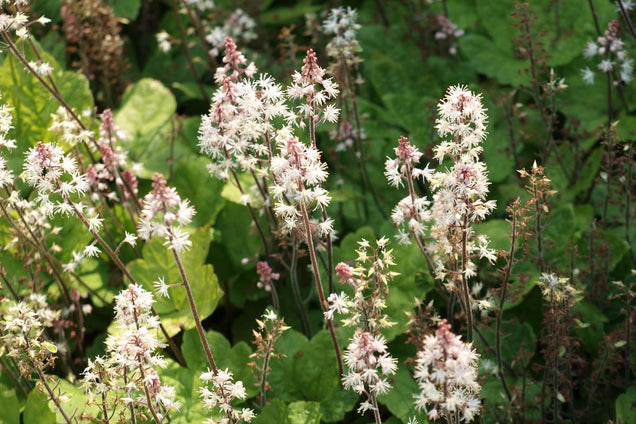 Tiarella wherryi bloem
