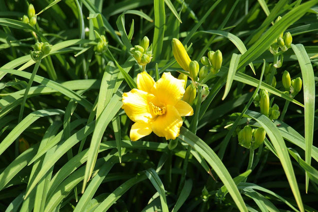 Hemerocallis 'Stella de Oro' bloem