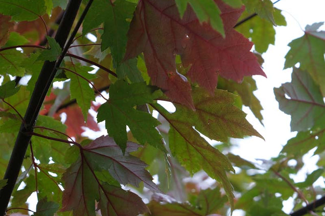 Acer freemanii 'Jeffersred' twijg