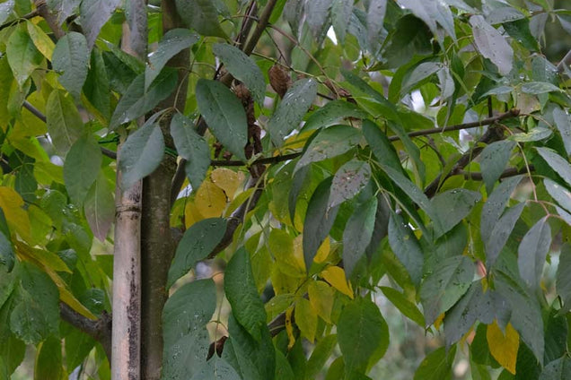 Fraxinus americana 'Skyline' stam