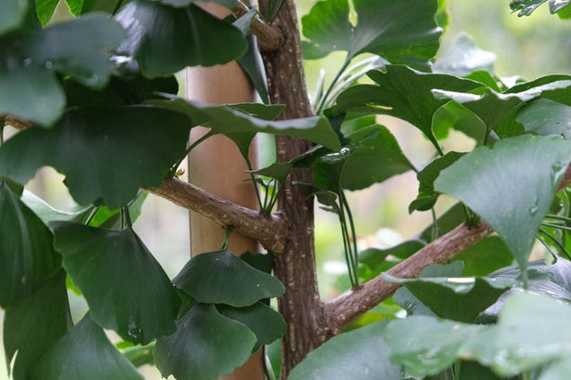 Ginkgo biloba 'Denise' stam 