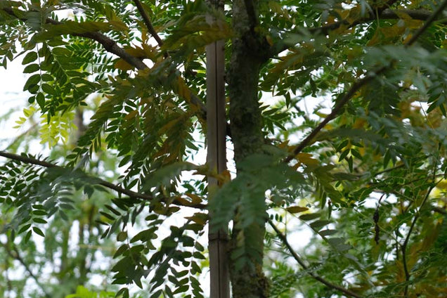 Gleditsia triacanthos 'Speczam' stam