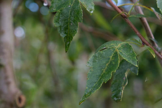 Malus toringoides twijg