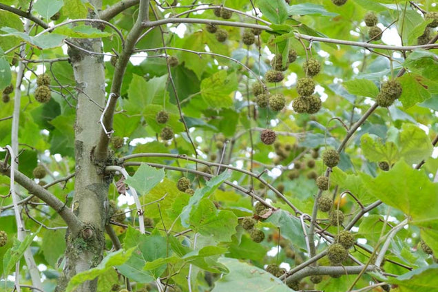 Platanus hispanica 'Malburg' vrucht