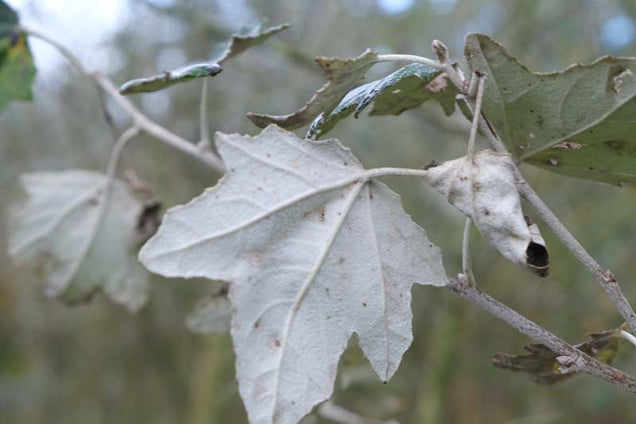 Populus alba 'Nivea' blad