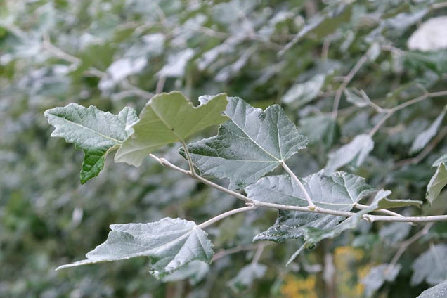 Populus canescens blad