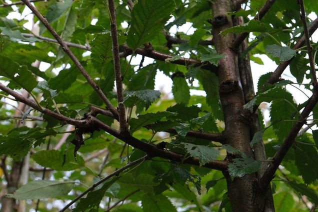 Prunus avium 'John Frost' stam