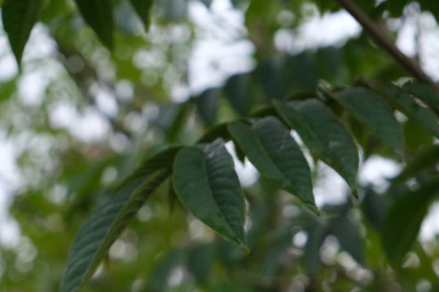 Pterocarya rhoifolia blad