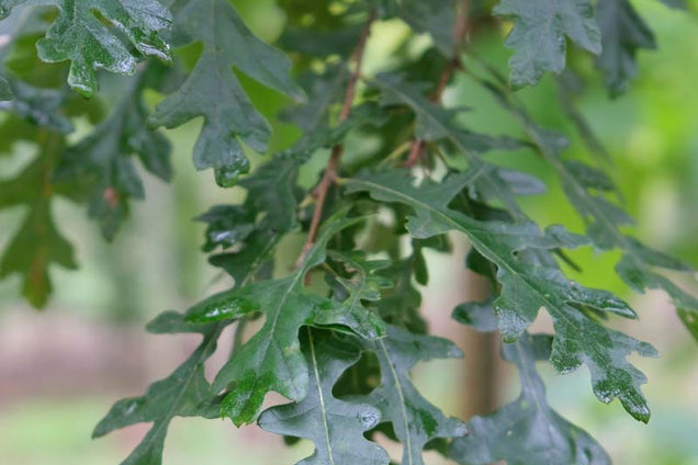 Quercus cerris 'Marvellous' blad
