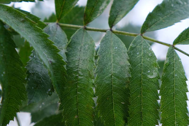 Sorbus domestica blad