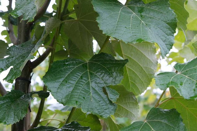 Tilia tomentosa 'Grey Pillar' blad