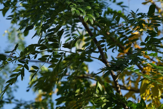 Gleditsia triacanthos 'Moraine' blad