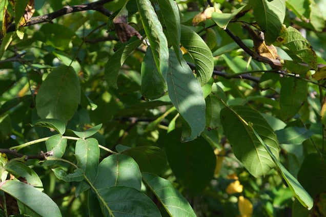 Juglans regia 'Coenen' blad