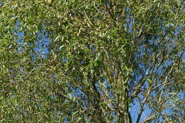 Salix babylonica 'Tortuosa' kroon