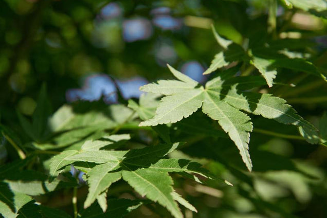 Acer palmatum 'Beni-tsukasa' blad