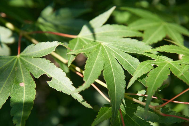 Acer palmatum 'Silhouette' blad