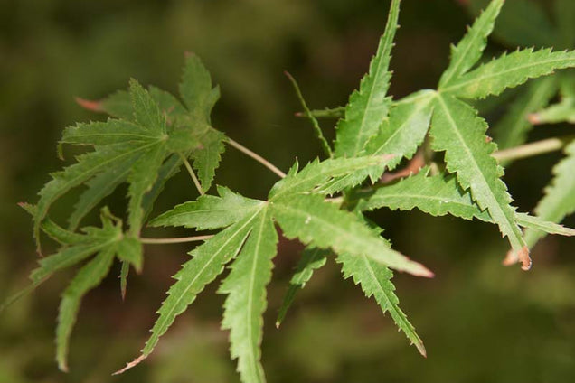 Acer palmatum blad