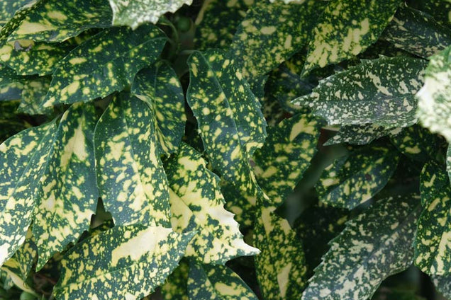 Aucuba japonica 'Variegata' blad