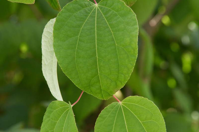Cercidiphyllum japonicum blad