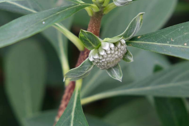 Edgeworthia chrysantha 'Grandiflora' bloem