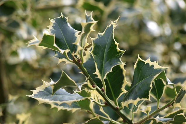 Ilex aquifolium 'Ferox Argentea' blad