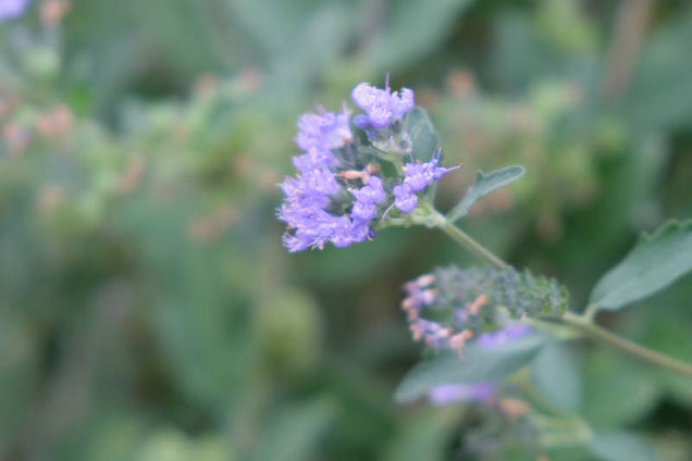 Caryopteris clandonensis 'Kew Blue' bloesem