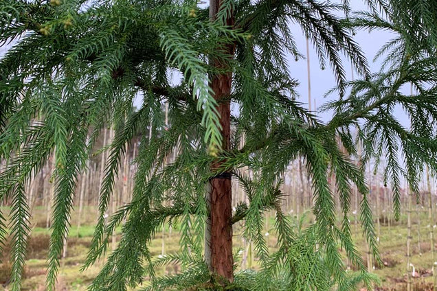 Cryptomeria japonica naald