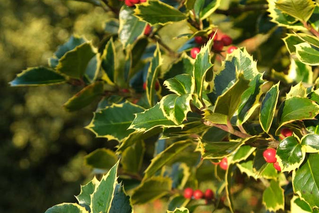 Ilex aquifolium 'Madame Briot' blad