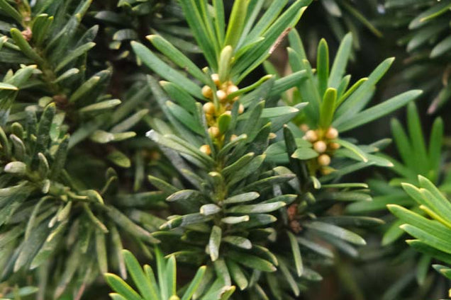 Taxus baccata 'Fastigiata' naald