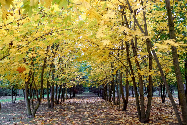Acer platanoides 'Emerald Queen' herfstkleur