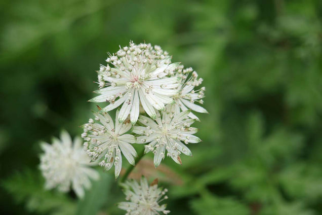 Astrantia major 'Alba' bloem