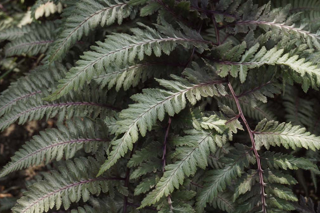 Athyrium niponicum pictum blad
