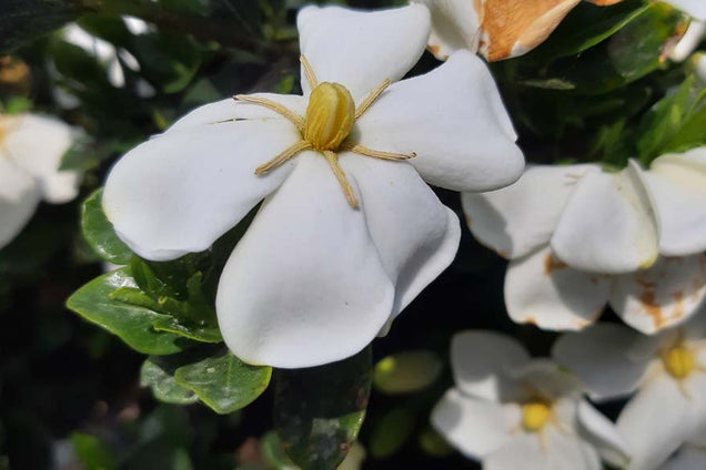 Gardenia jasminoides bloem