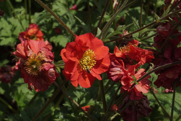 Geum chiloense 'Mrs Bradshaw' bloem