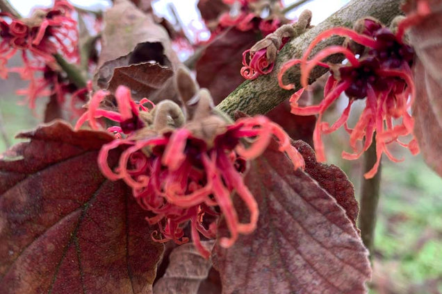 Hamamelis intermedia 'Feuerzauber' herfstkleur