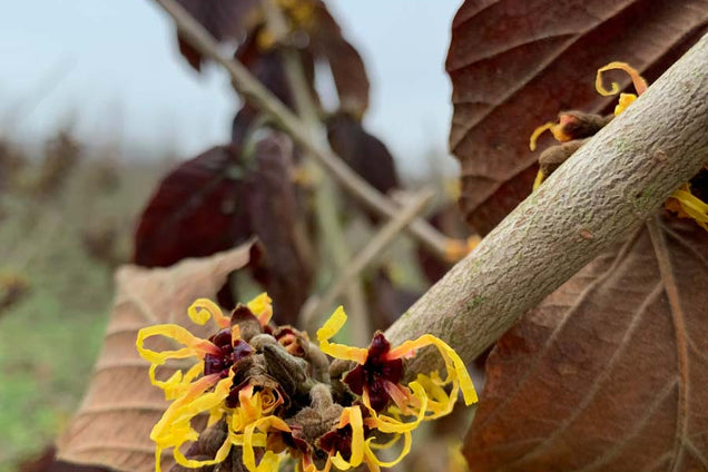 Hamamelis intermedia 'Jelena' bloem