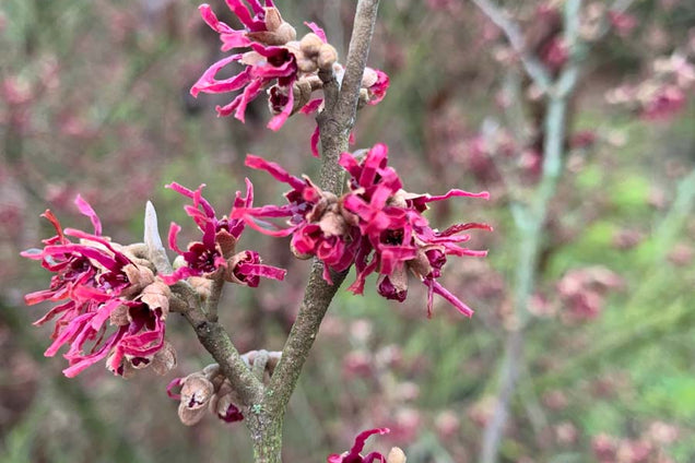 Hamamelis vernalis bloem