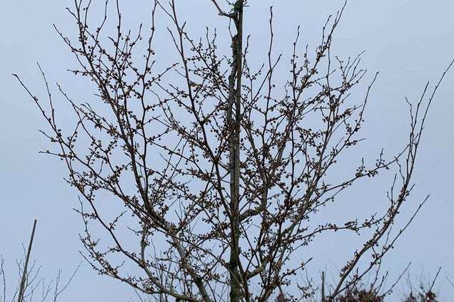 Hamamelis virginiana winter