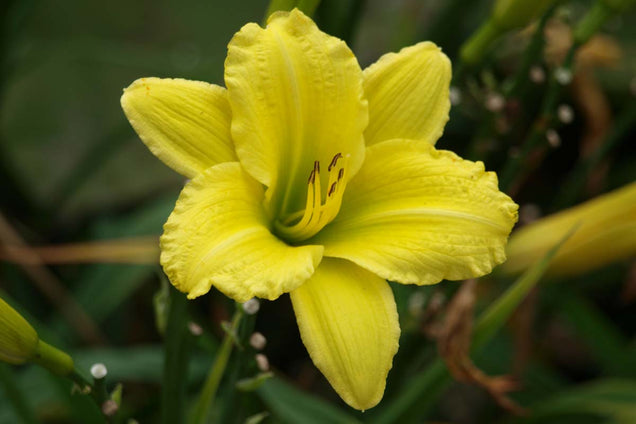 Hemerocallis 'Green Flutter' bloem