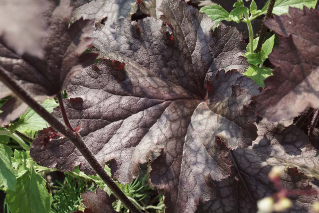 Heuchera micrantha 'Palace Purple' blad