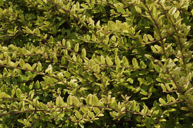 Lonicera nitida blad