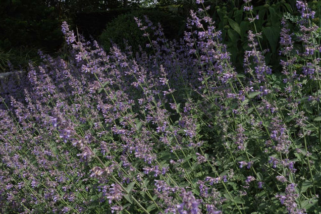 Nepeta 'Walker's Low' bloem