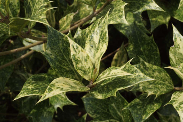 Osmanthus heterophyllus 'Variegatus' blad