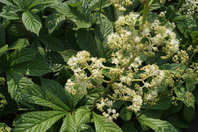 Rodgersia aesculifolia bloem