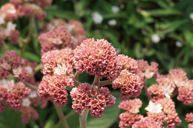 Rodgersia pinnata bloesem
