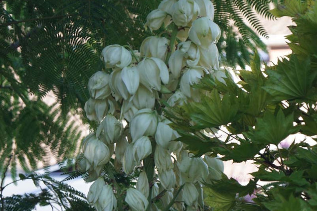 Yucca gloriosa bloem