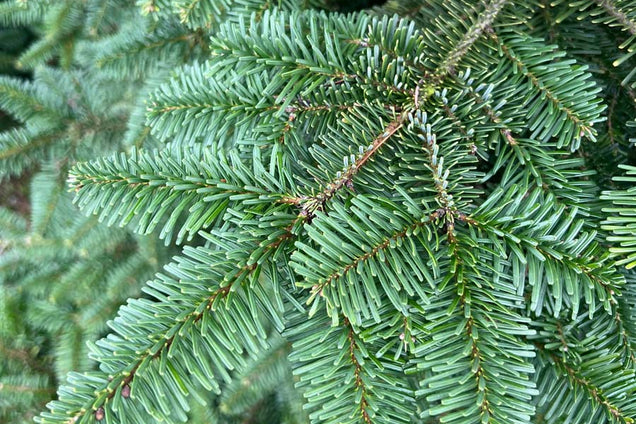 Abies amabilis naalden